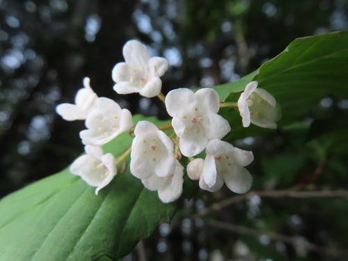 Viburnum phlebotrichum, photograph 2