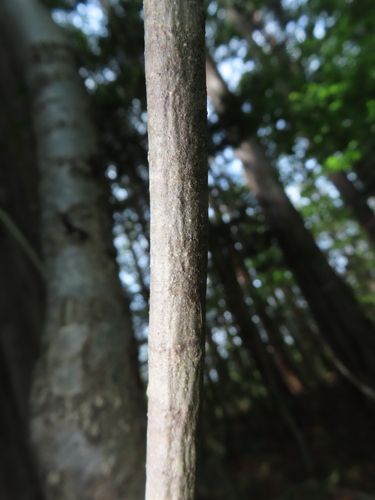 Viburnum phlebotrichum, photograph 1