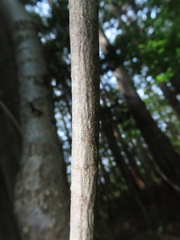 (c) Timur Kalininsky, some rights reserved (CC BY) Viburnum phlebotrichum, photograph (c) Timur Kalininsky, some rights reserved (CC BY)