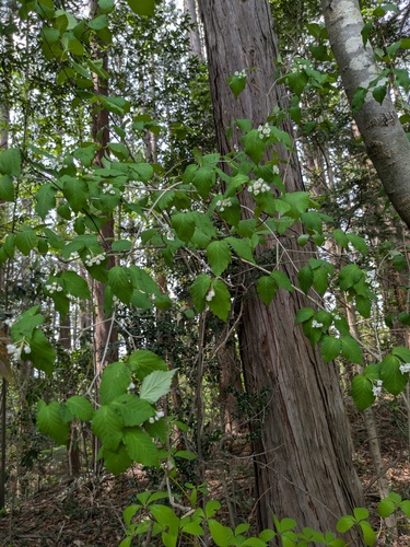 Viburnum phlebotrichum, photograph 3