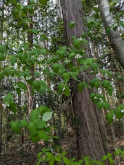 (c) Timur Kalininsky, some rights reserved (CC BY) Viburnum phlebotrichum, photograph (c) Timur Kalininsky, some rights reserved (CC BY)