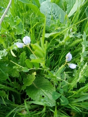 Vicia hulensis