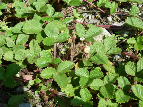 Fragaria nilgerrensis (Fragaria nilgerrensis)