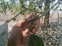 Ficus tinctoria