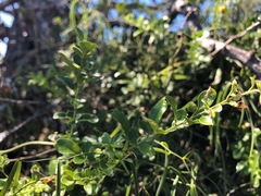 Jasminum didymum racemosum