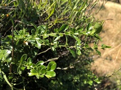 Jasminum didymum racemosum