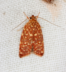 Syringoseca rhodoxantha