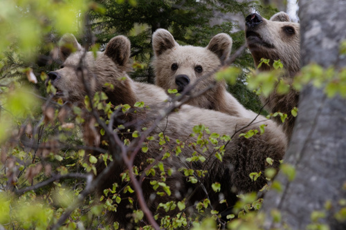 Brown Bear