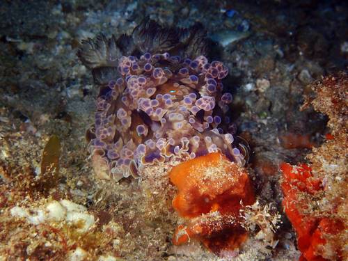 Dendrodoris krusensternii