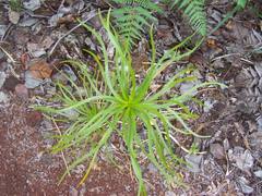 Lomandra insularis