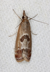 Syntonarcha iriastis