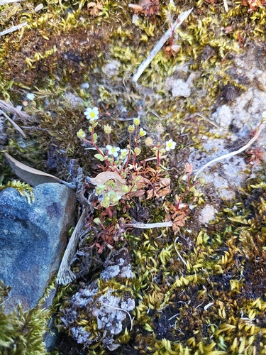 Rue-leaved Saxifrage