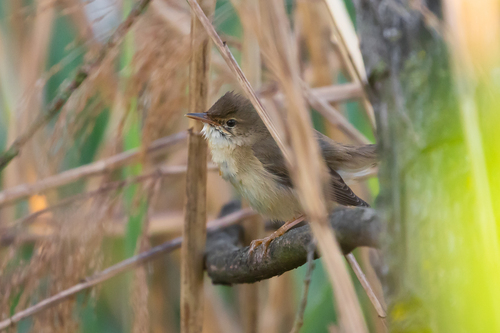 Marsh Warbler (Acrocephalus palustris), photo 1