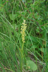 Platanthera tipuloides