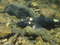 Psammogobius biocellatus
