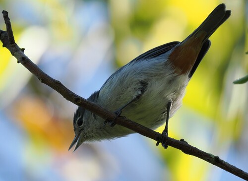 Chestnut-vented Conebill