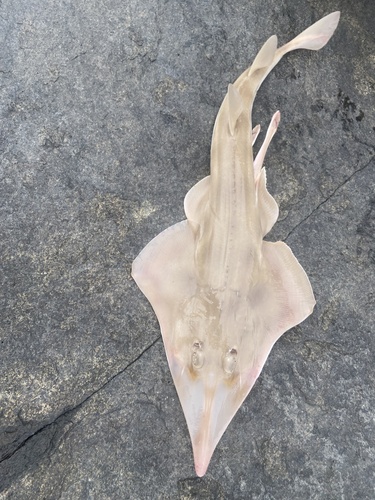 Aptychotrema rostrata