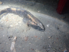 Psammogobius biocellatus