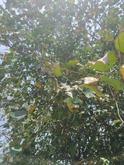 Ficus tinctoria
