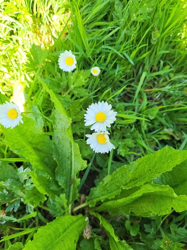 Lawn daisy