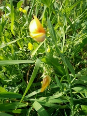 Lathyrus gorgonei