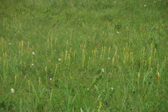 Platanthera tipuloides