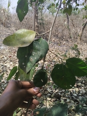 Ficus tinctoria