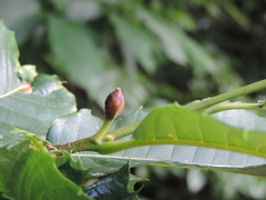 Dryocosmus kuriphilus