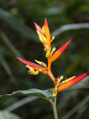 Heliconia schumanniana