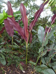 Heliconia vellerigera