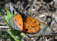 Acraea neobule