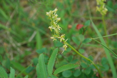 Platanthera tipuloides