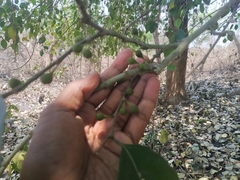 Ficus tinctoria