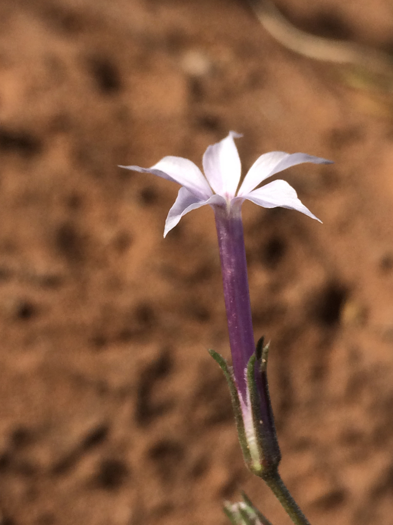 Ipomopsis laxiflora
