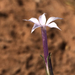 Ipomopsis laxiflora - Photo (c) Nathan Taylor, algunos derechos reservados (CC BY-NC), subido por Nathan Taylor