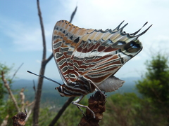 Charaxes epijasius