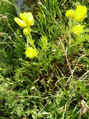 Ranunculus millefolius
