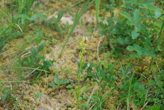 Platanthera tipuloides