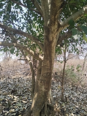 Ficus tinctoria