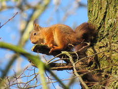 Sciurus vulgaris