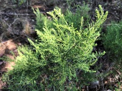 Maireana microphylla