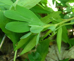 Corydalis intermedia