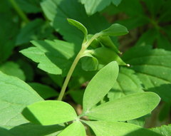 Corydalis intermedia