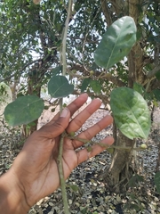 Ficus tinctoria
