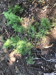 Maireana microphylla