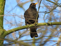 Turdus merula
