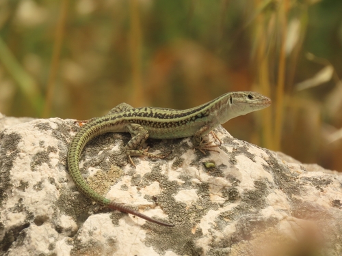 Eastern Peloponnese Wall Lizard