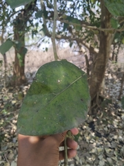 Ficus tinctoria