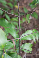Strophanthus divaricatus