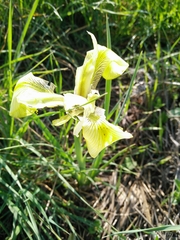 Iris grant-duffii